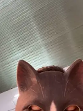 Rose_196 – Kamerová šou