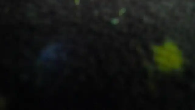 AishaRouhi Live XXX-chat