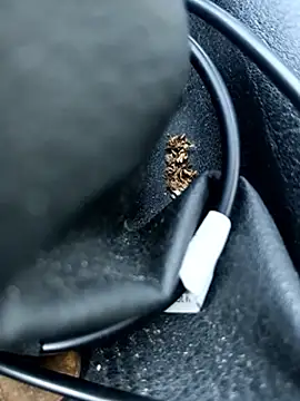 โชว์เว็บแคมของ legaros