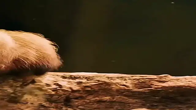 Supergurl88 网络视讯表演