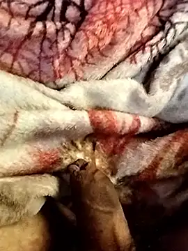 rolagrossa19@xh Webcam-Show