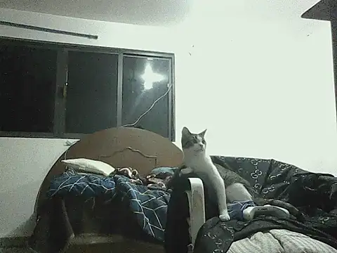 Chat +18 de royalmadness_ ao vivo