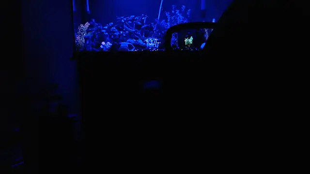 EspanolVato ওয়েবক্যাম শো