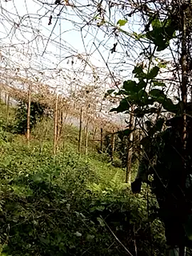 Chat +18 de ngan-cute ao vivo