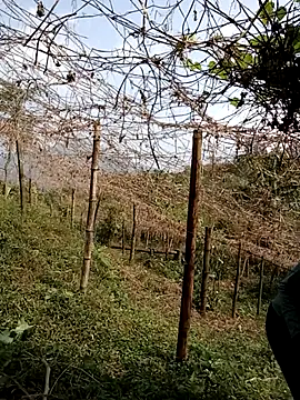 ngan-cute 라이브 XXX 채팅