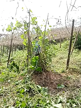 ngan-cute élő XXX-chatje