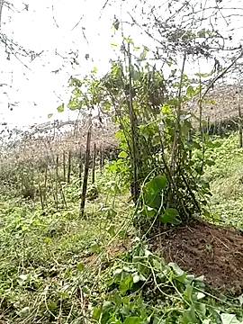 ngan-cute – Live XXX-chat