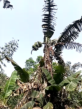 Czat XXX na żywo – Alice-567