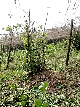 ngan-cute – Naživo XXX chat