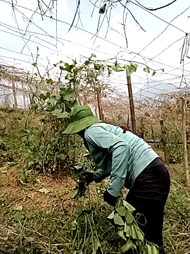 แชท XXX สดของ ngan-cute