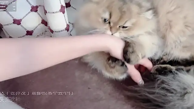 Živý XXX chat hi-AnAn