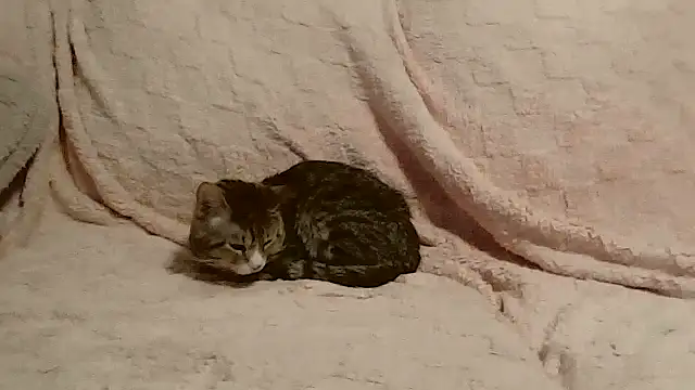 beautylovess: απευθείας συνομιλία ΧΧΧ