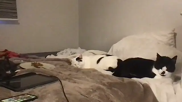 Chat +18 de Kittymarlene ao vivo