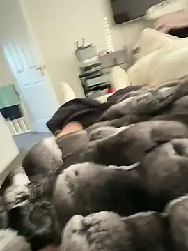 Furdale élő XXX-chatje