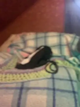 Show webcam de Ldnick69