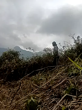 Hoa-tuylip Webcam show