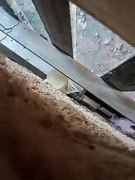 Chatroom XXX en direct de magrinhosafadao