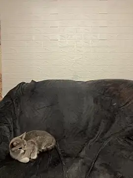 AlisRoxyのライブXXXチャット