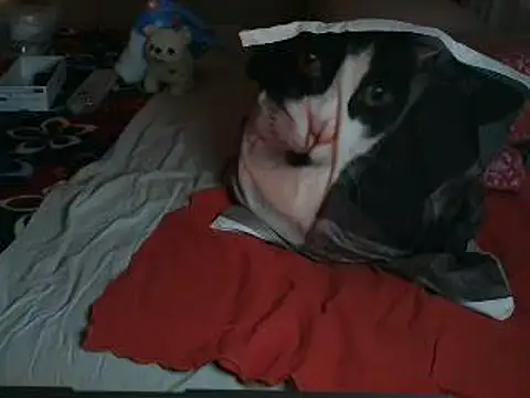 VeneRed – Naživo XXX chat