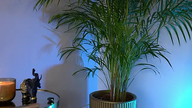 Tinydoll_XOのライブXXXチャット