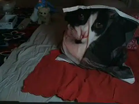 VeneRed 现场XXX聊天