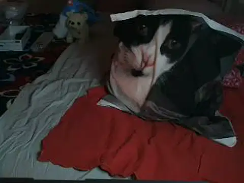 VeneRed 即時 XXX 聊天