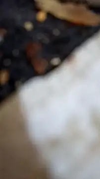 Вебкам-шоу trans511