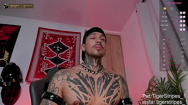 Pokazy przed kamerką – TigerStripes1_