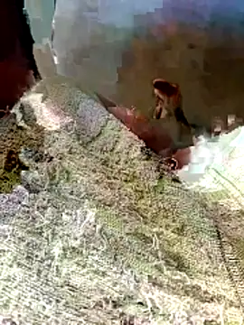 XXX chat uživo modela Horny-boyyy