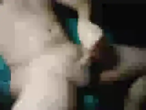 แชท XXX สดของ Chavivito