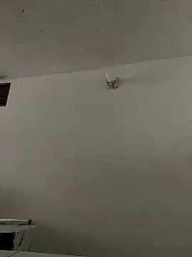 Ivonneadams Live XXX-Chat