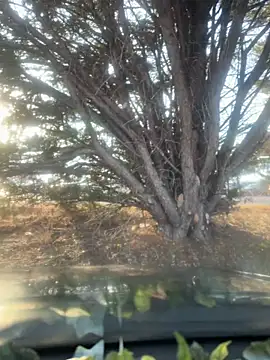 urpuppymoon: вебкам-шоу