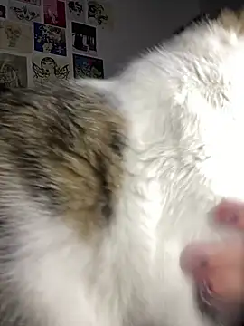 VenusDeMilo_55: απευθείας συνομιλία ΧΧΧ