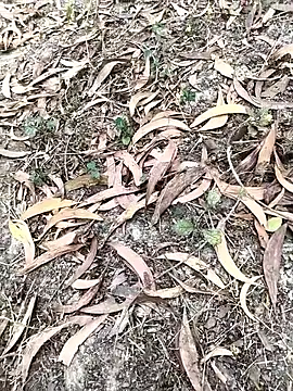 bong_ninja: διαδικτυακό σόου στην κάμερα