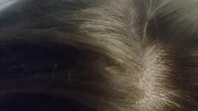 Chat XXX ao vivo de lavender_spits