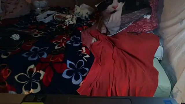 Chat XXX Live VeneRed