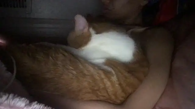 Monarchmistress: απευθείας συνομιλία ΧΧΧ