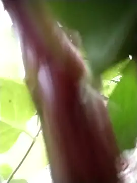 m-mbae Chat XXX live