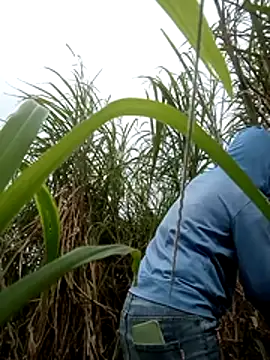 nangmo's Live XXX Chat