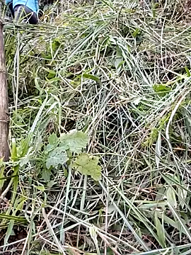 ngan-cute Chat XXX in diretta