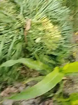 Вебкам-шоу ThethunderPo