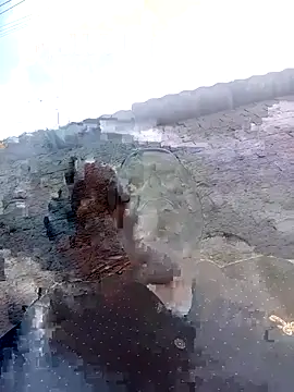 Hellentrans24 – webcam-show