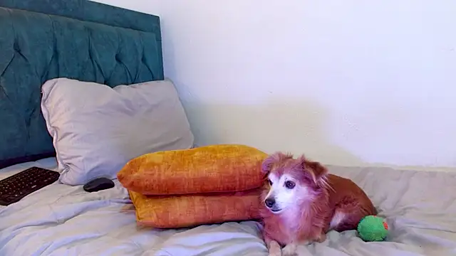 cedrixx10 Live XXX-Chat