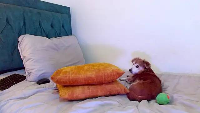 cedrixx10 élő XXX-chatje