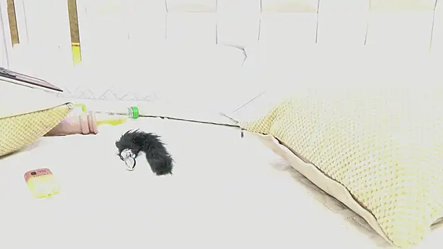 Chat XXX Live paulina_cano