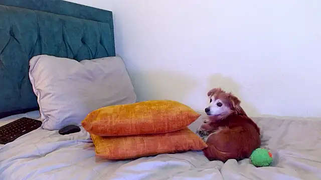 Chat XXX ao vivo de cedrixx10