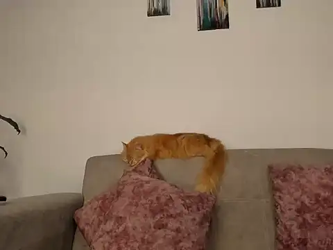 abbey_all 现场XXX聊天