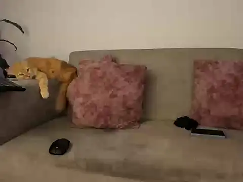 abbey_all – Live XXX-chat