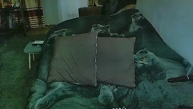 แชท XXX สดของ sex2