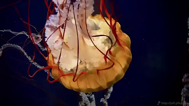 streamy_test15 Webcam-Show